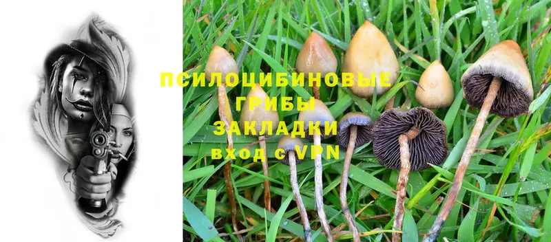 хочу наркоту  Куйбышев  Галлюциногенные грибы MAGIC MUSHROOMS 